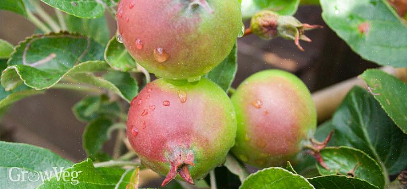 Fruitdruppel in juni - de natuurlijke neiging van fruitbomen om na de bloei wat onrijp fruit af te werpen