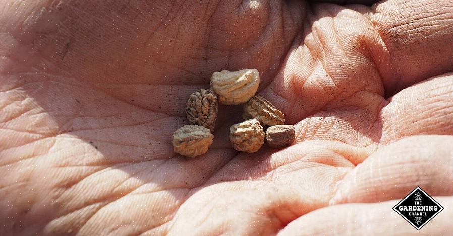 Insnijding komen van nature voor wanneer zaden tijdens de koude winter buiten blijven