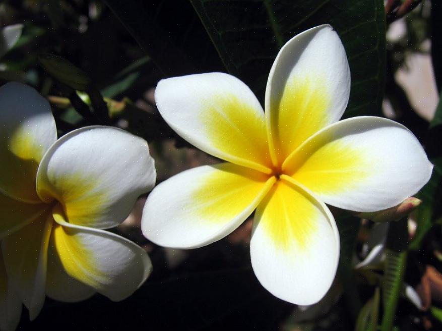 Geven de bladeren van de Plumeria alba melkachtig wit sap wanneer ze openbarsten