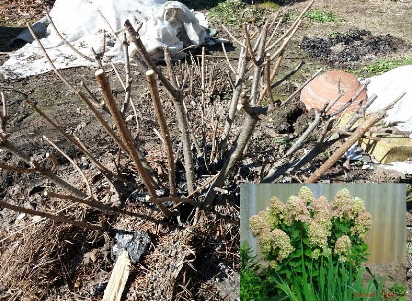 Een algemene vuistregel is om voorjaarsbloeiende bomen
