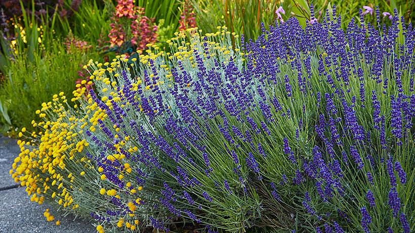 Bestaande lavendelplanten snoeien