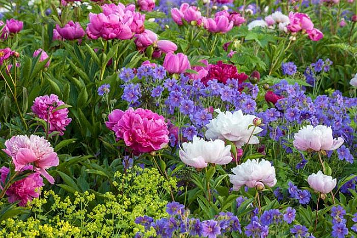 Produceren in de lente kleine witte bloemen