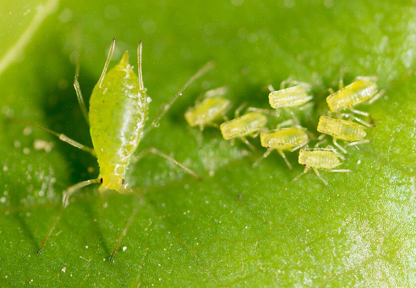 Bladluizen onderscheiden zich van andere vergelijkbare plantenplagen