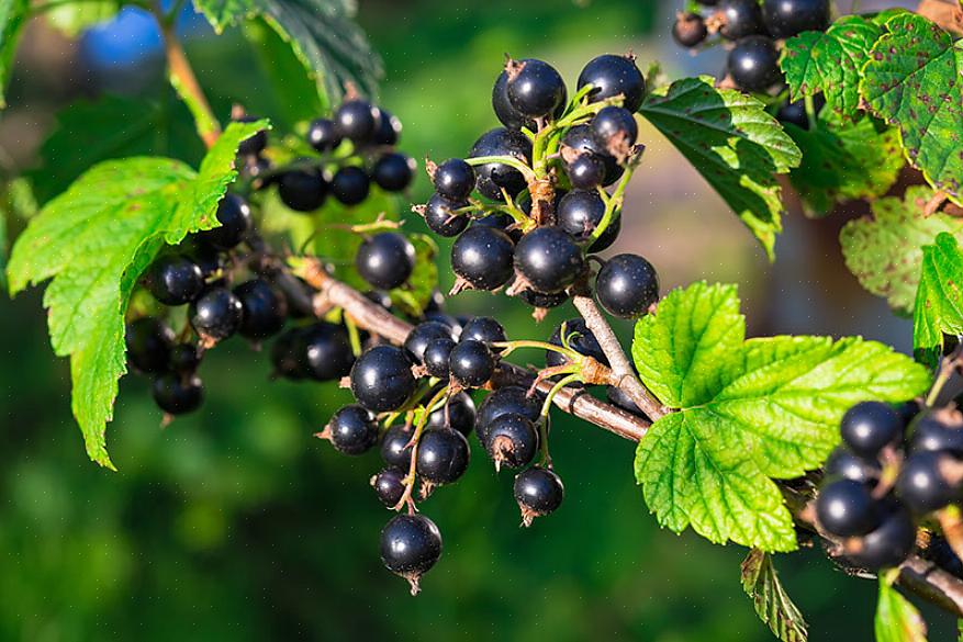 Hoewel de meeste fruitbomen geen schaduwrijke groeiomstandigheden verdragen