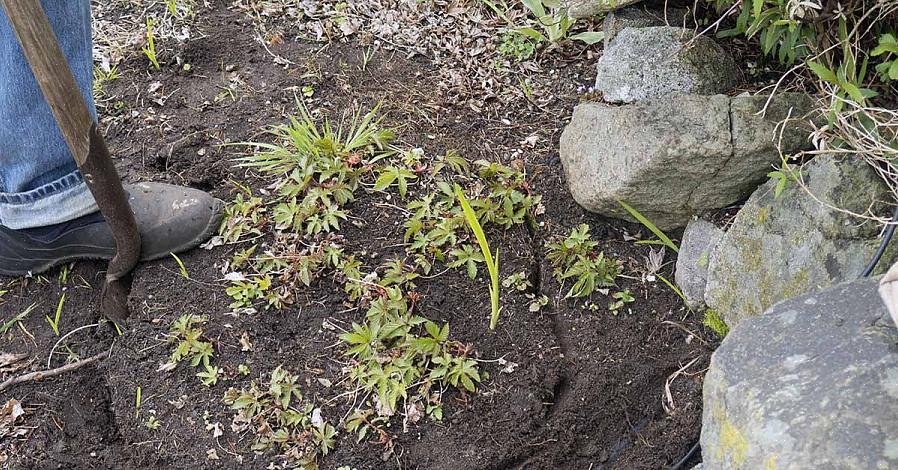 Hoe vaste planten te verdelen