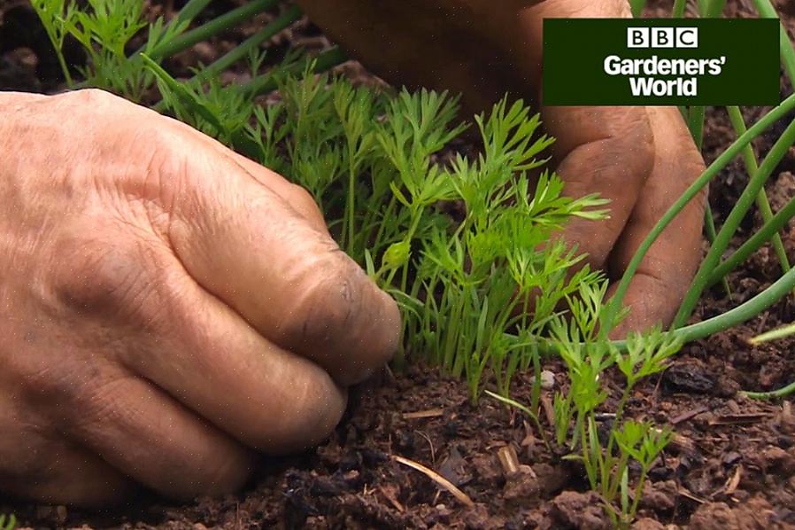 Bovendien geeft het 's avonds uitdunnen de resterende planten de kans om zich aan te passen voordat