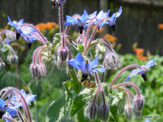 De volgende planten zijn allebei mooi