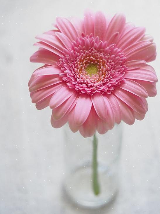 Het zou op je radar moeten staan als je geen genoeg kunt krijgen van roze bloemen