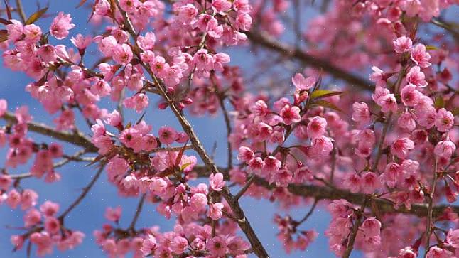 En roze bloemen delen met rode bloemen een beetje de flamboyantie van laatstgenoemde