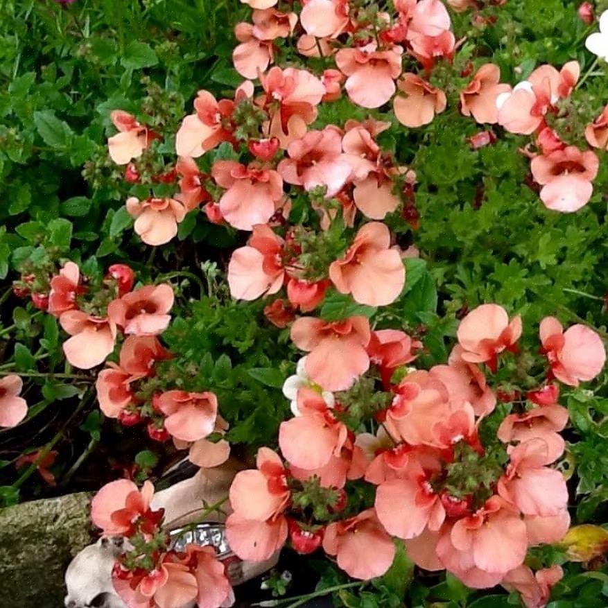 Diascia geeft de voorkeur aan koelere temperaturen