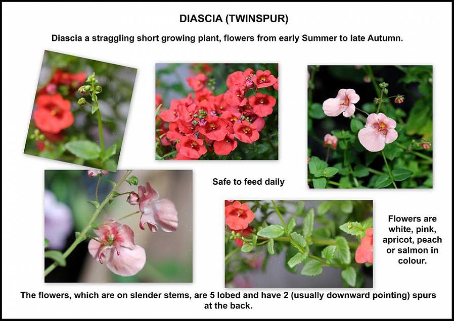 Diascia-zaad heeft licht nodig om te ontkiemen