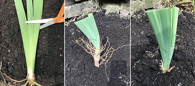 Het overplanten van irissen kost wat planning