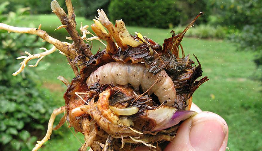 Irisboorder (Macronoctua onusta) motten leggen hun eieren op het gebladerte van irissen in de late zomer