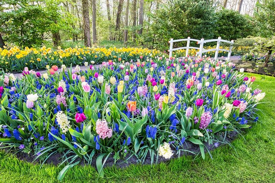 Gladiolenplanten produceren trompetvormige bloemen die van onder naar boven openen op een zwaardachtige