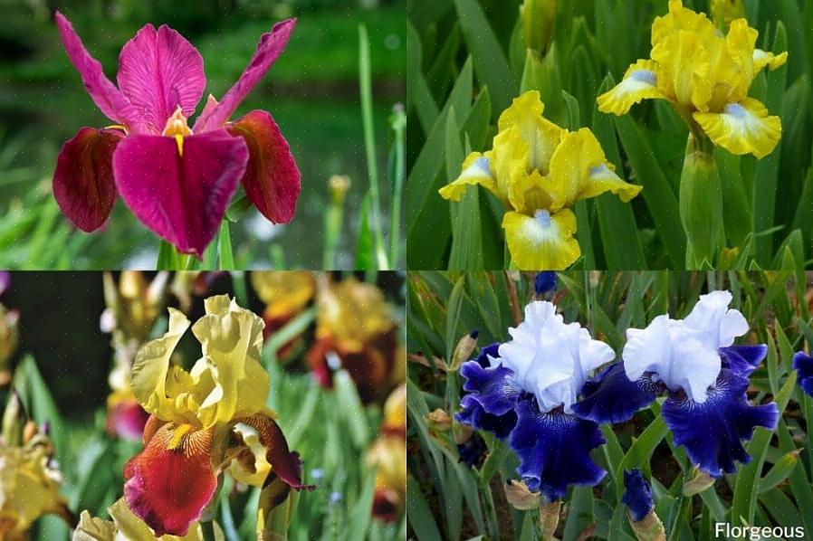 Plantentaxonomie classificeert deze dwerg als Iris reticulata