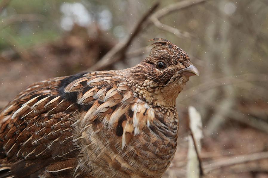 En een goed uitgeruste vogelaar zal het gemakkelijker hebben om deze mysterieuze vogels te identificeren
