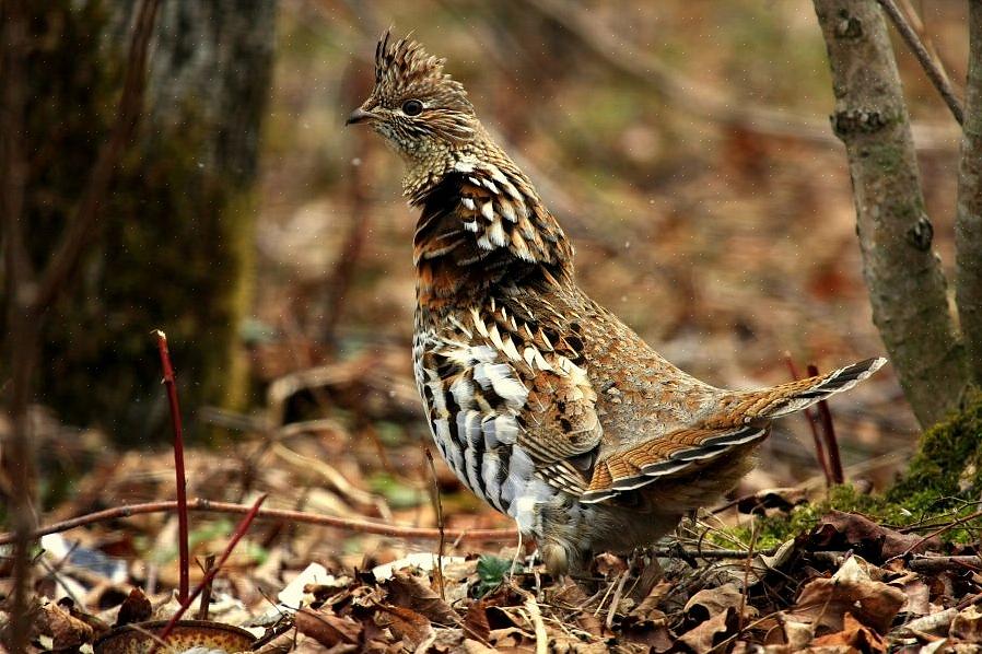 Kan elke vogelaar echter met vertrouwen korhoenders