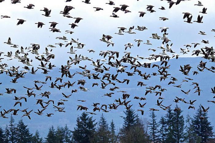 Vogels kiezen er natuurlijk niet bewust voor om niet te migreren