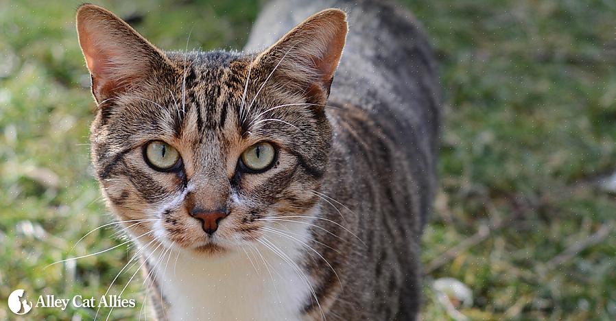 Verdwaalde katten te ontmoedigen het terrein binnen te vallen dat ze vriendelijk hebben gemaakt voor vogels