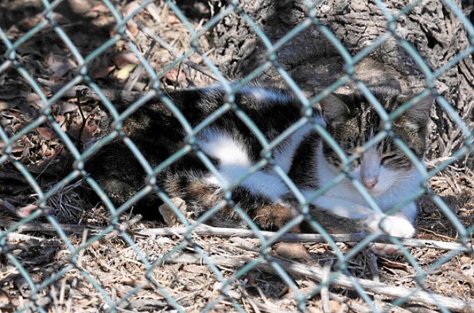 En er zijn commerciële insectenwerende middelen beschikbaar om ongewenste katten te ontmoedigen
