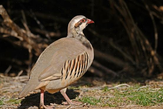 Chukar-eieren zijn romig geel of geelwit gevlekt met kleine bruine of paarsachtige vlekken