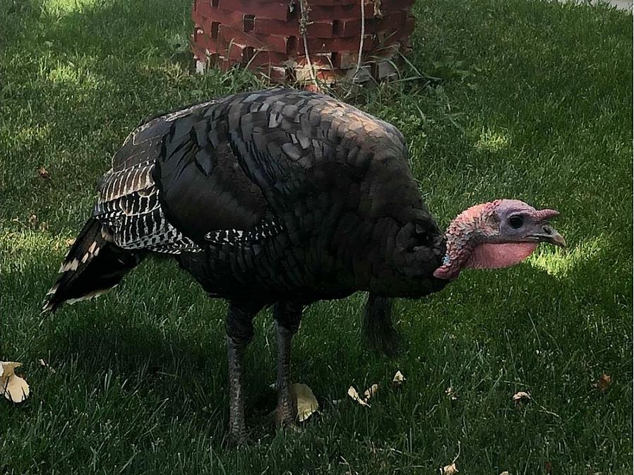 Wilde kalkoenen zijn gemakkelijk te vinden binnen hun assortiment als vogelaars open beboste gebieden