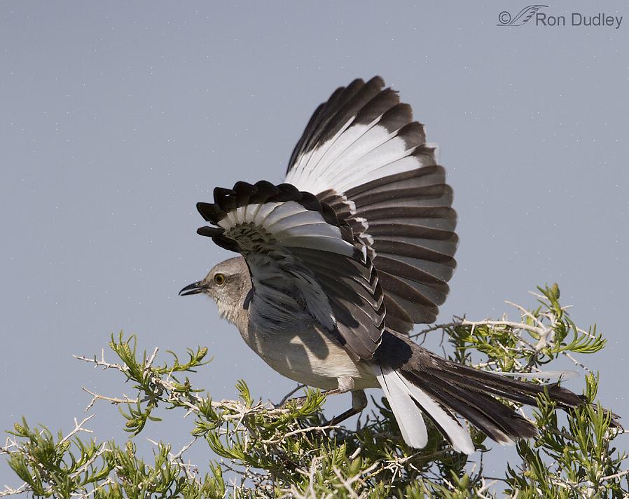 Noordelijke spotvogels bezoeken gemakkelijk feeders waar broodresten