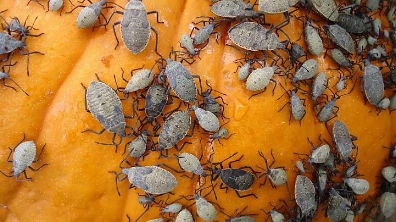 Maar grotere planten kunnen herstellen zodra de beestjes stoppen met eten