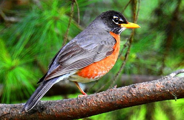 De Europese roodborst is niet alleen een geëerde staatsvogel in Connecticut
