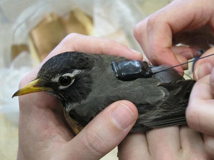 De Turdidae-vogelfamilie omvat meer dan 175 soorten
