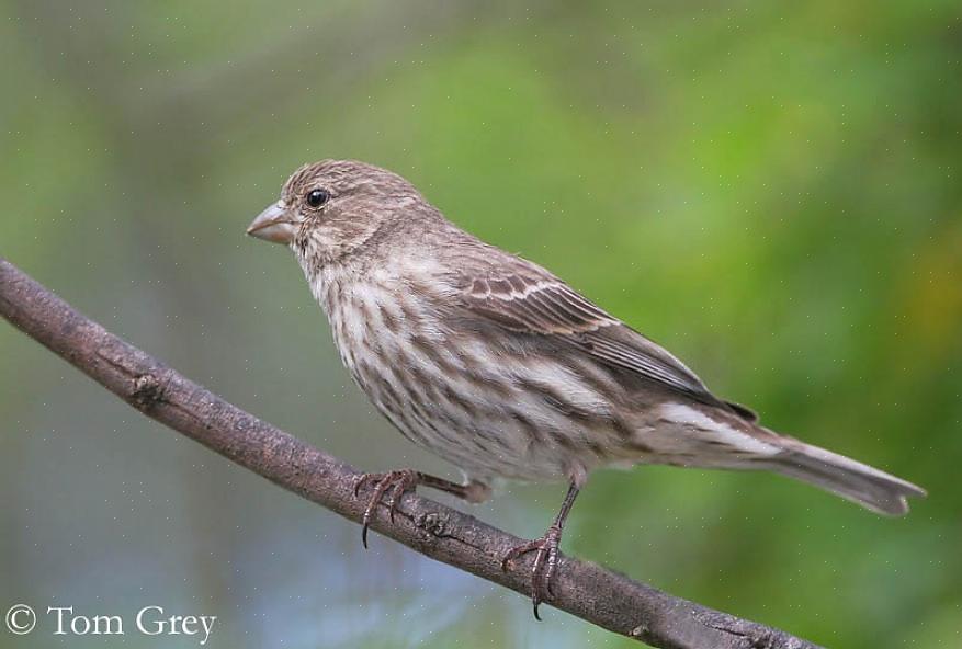 Linnet (niet te verwarren met de Common Linnet in Europa)