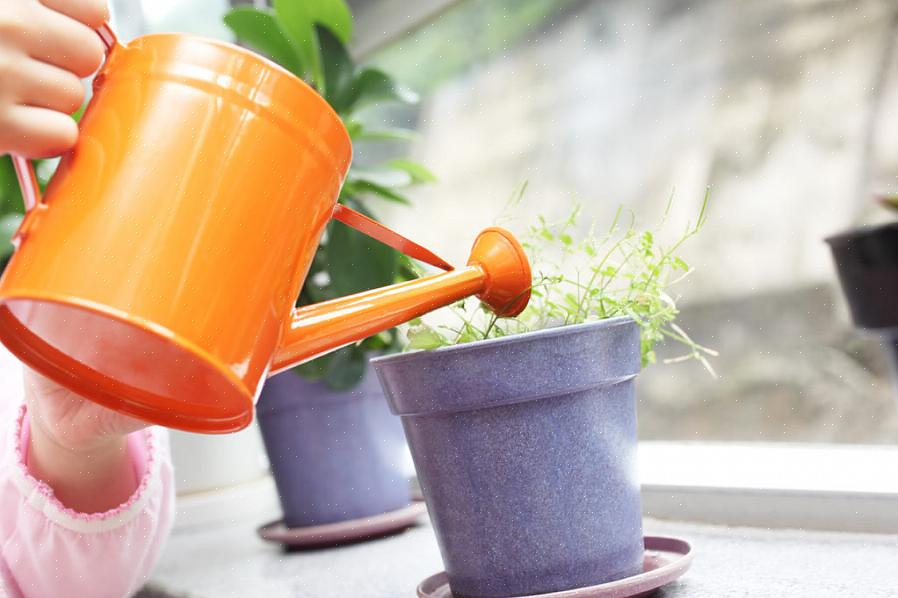 Een andere optie voor containers is om wat waterhoudend materiaal aan de grond of zelfs naast tuinplanten