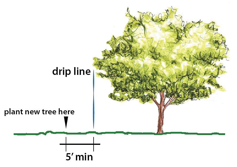 Bomen om bij de wortels water in de grond te krijgen