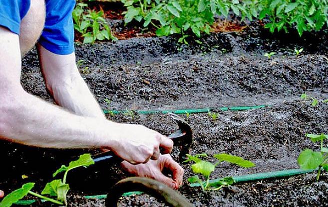 Droogte tijdens het begin van het groeiseizoen kan de meeste schade aanrichten omdat de planten actief