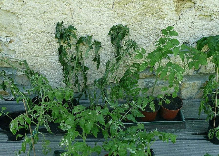 Hittestress bij tuinplanten is in juli