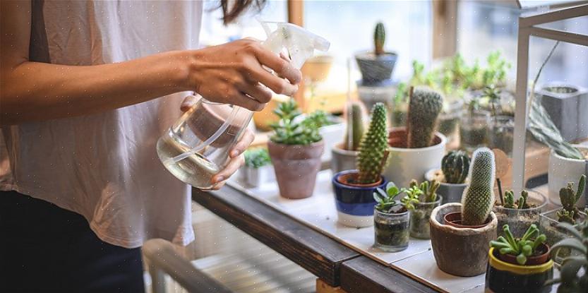 Met de juiste zorg behoren vetplanten tot de mooiste planten ter wereld