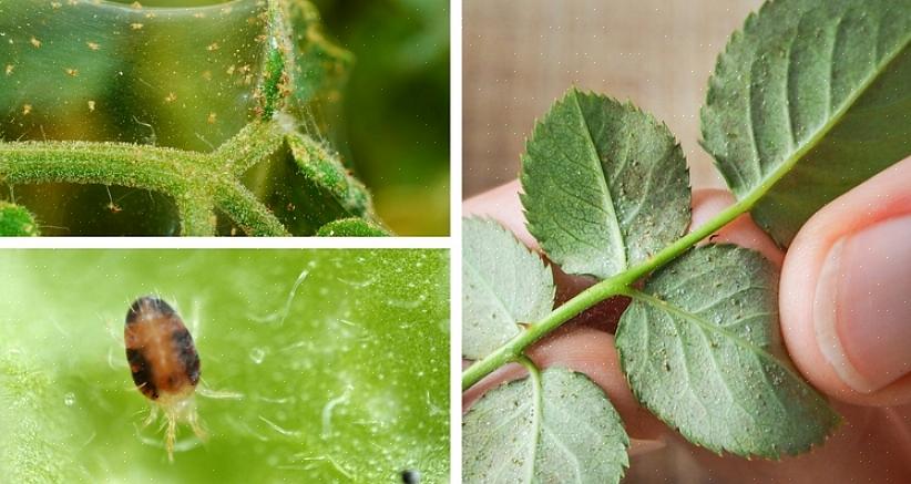 Gele of zwarte vlekjes die op alle delen van een plant kunnen verschijnen