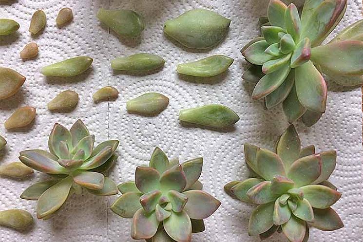 Enkele van de mooiere Echeveria zijn de blauwe Echeveria (E
