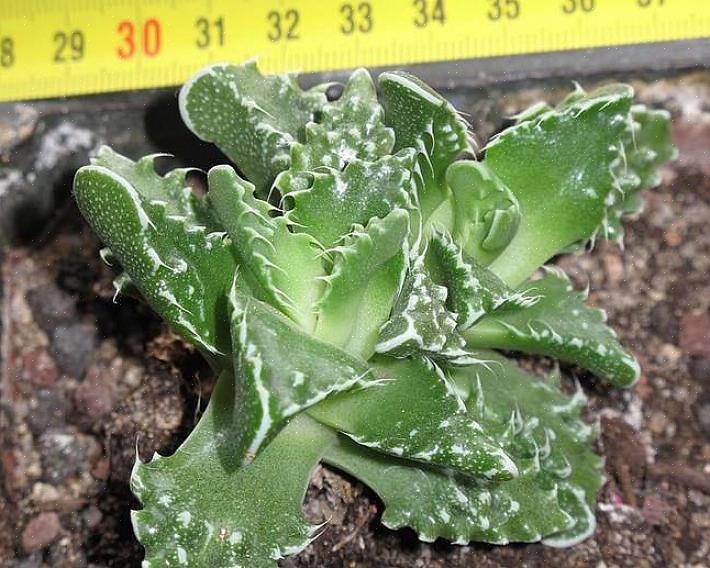 Hebben vetplanten met tijgerkaken poreuze