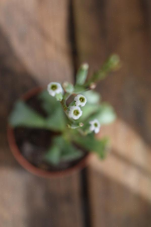 Crinkle-bladplanten hebben poreuze