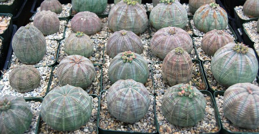 Honkbalplanten hebben goed doorlatende potgrond nodig om te gedijen