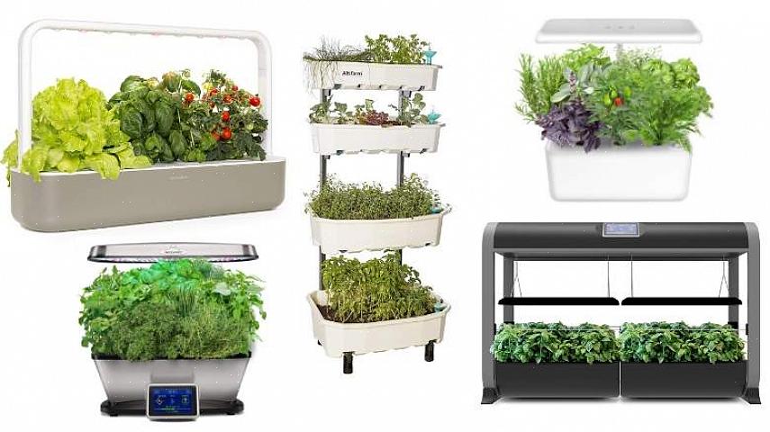 Honkbalplanten zijn relatief gemakkelijke planten om te verzorgen