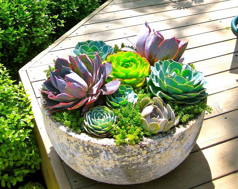 Gemakkelijke tuinplanten voor containers