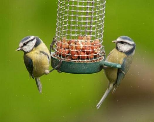 Waterornamenten zullen de meeste vogels aantrekken als het water schoon