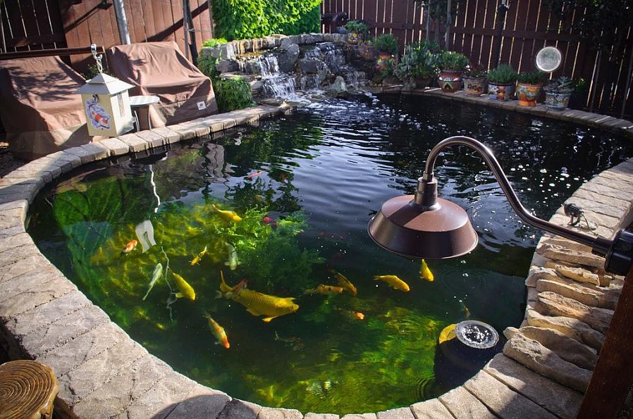 Is een van de beste vijverplanten die je in een waterpartij kunt kweken