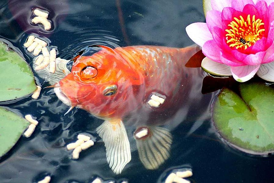 Vijverplanten groeien beter zonder het chloor uit leidingwater