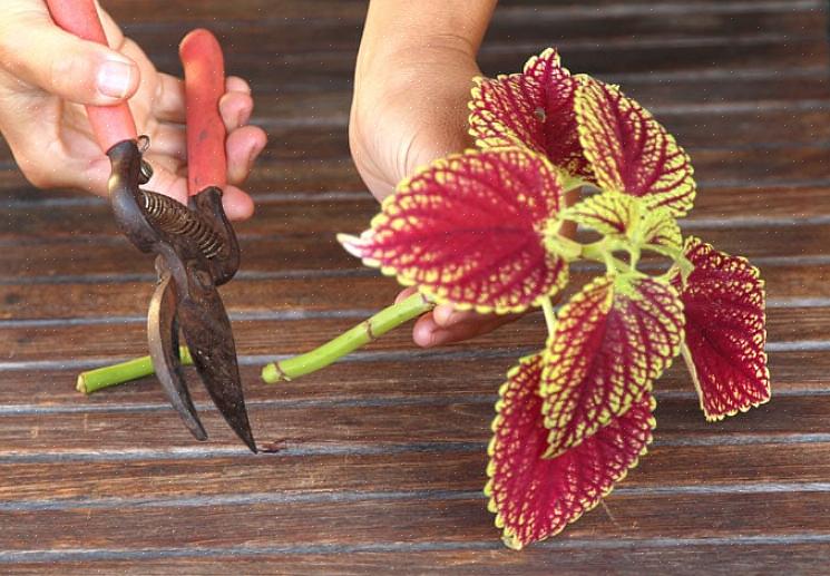 Coleus is helemaal niet vorstbestendig