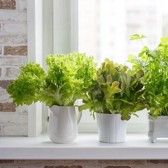 Sommige kruiden zijn zo aantrekkelijk dat ze een plekje in de bloementuin verdienen