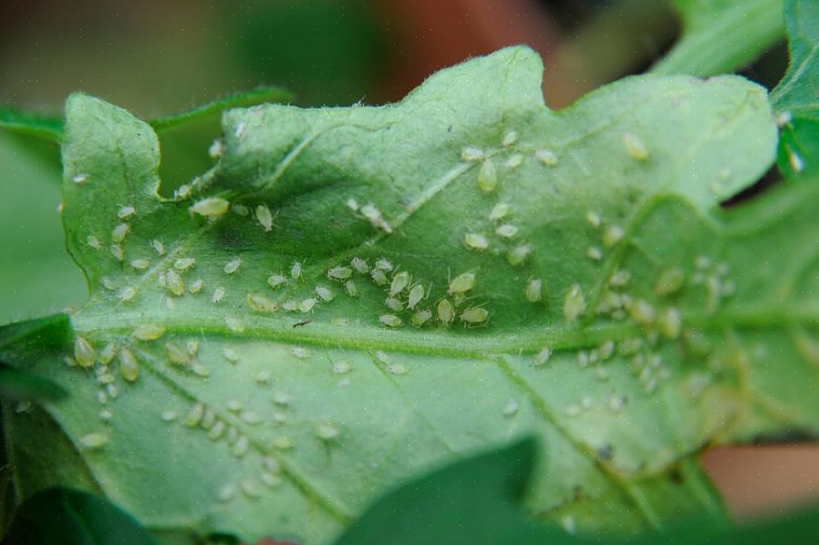 Deze vervelende insecten zijn niet alleen een nare verrassing voor planteneigenaren