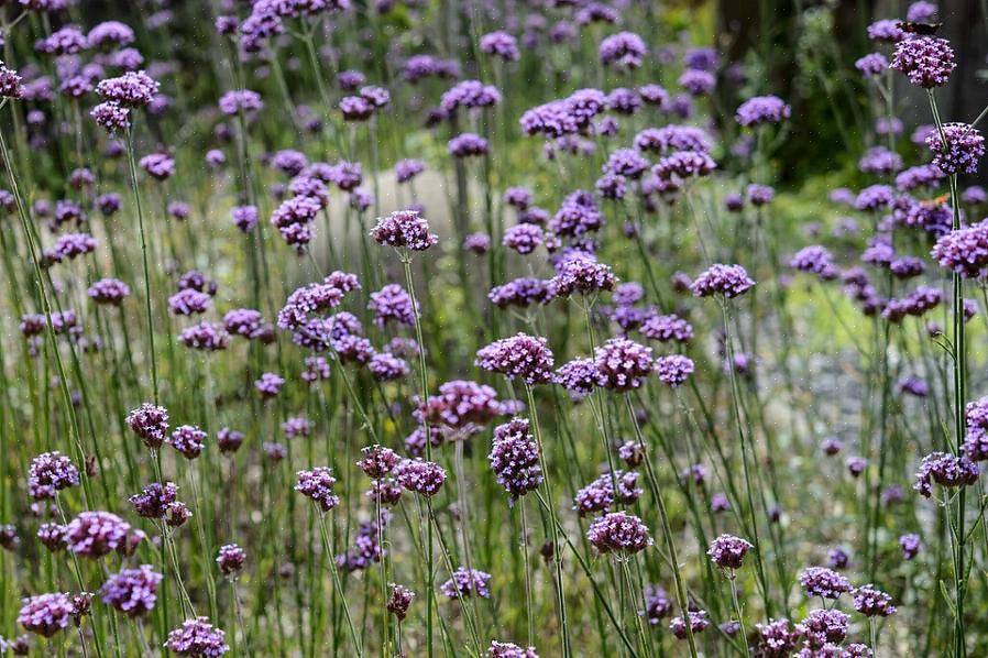 Hoge verbena (Verbena bonariensis) is een winterharde